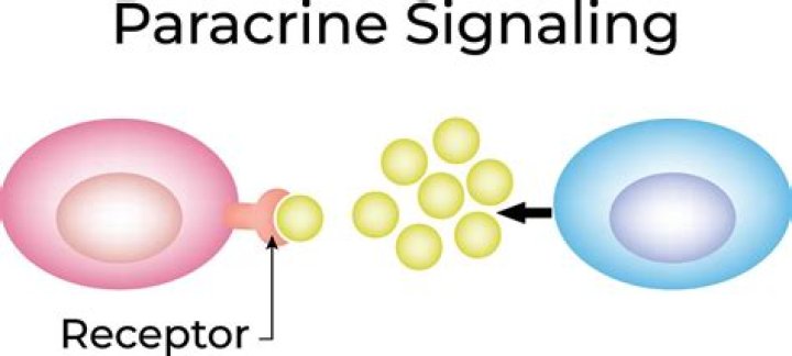 What is an example of paracrine communication?