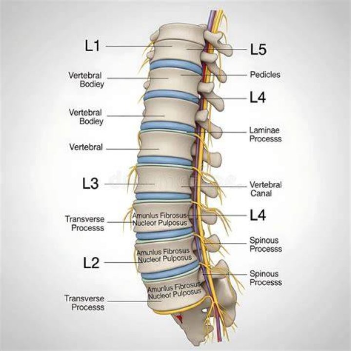 What is AP L1 L4?