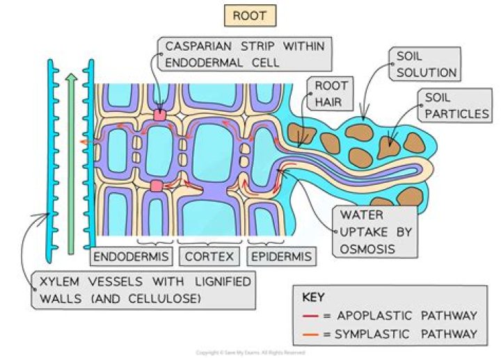 What is Apoplast pathway in biology?