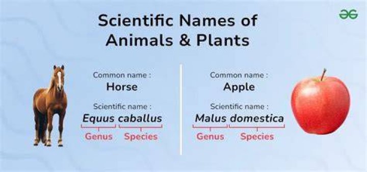 What is Aquificae scientific name?