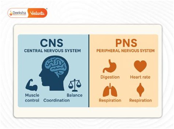 What is CNS in lifting?