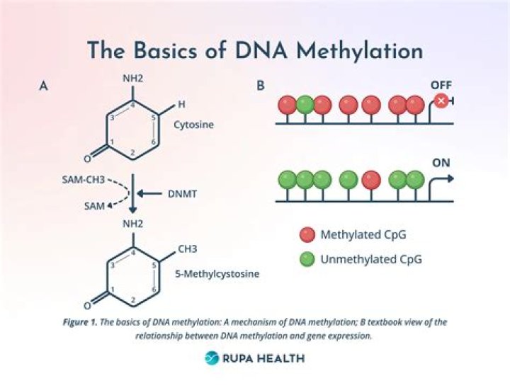 What is CpG methylation used for?