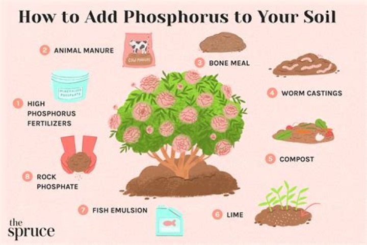 What is homeopathic phosphorus used for?