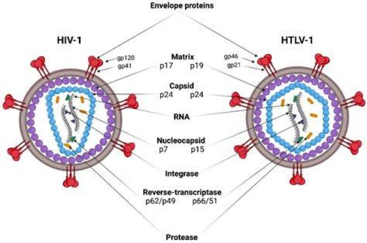 What is HTLV-1 (HTLV type 1)?