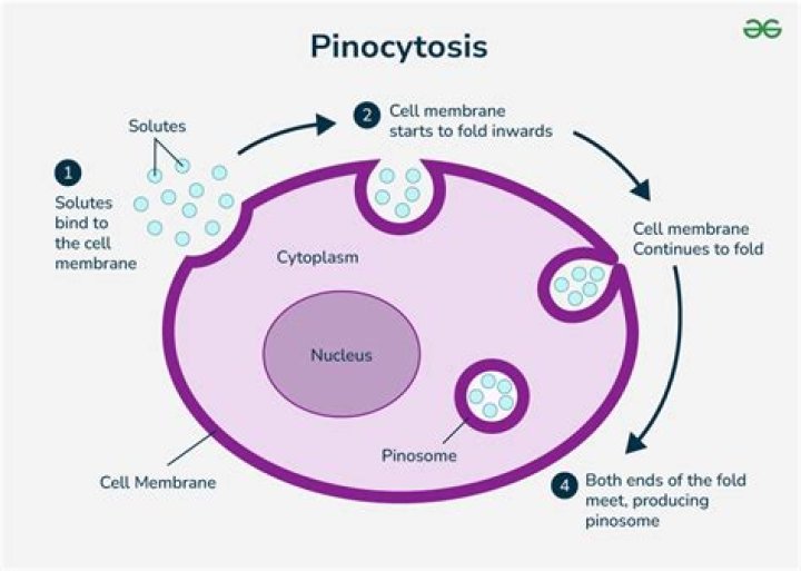 What is pinocytosis short answer?