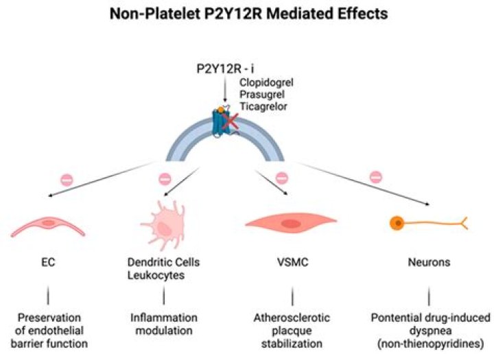 What is platelet P2Y12?