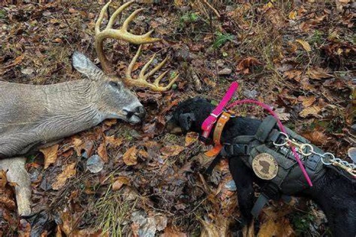 What is the best dog for tracking wounded deer?