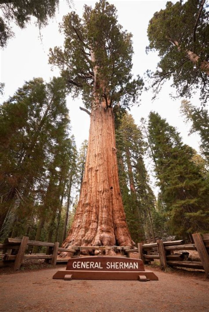 What is the biggest tree in the world?