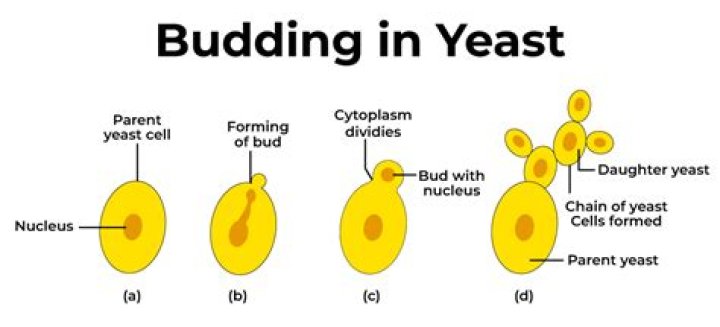What is the difference between budding yeast and fission yeast?