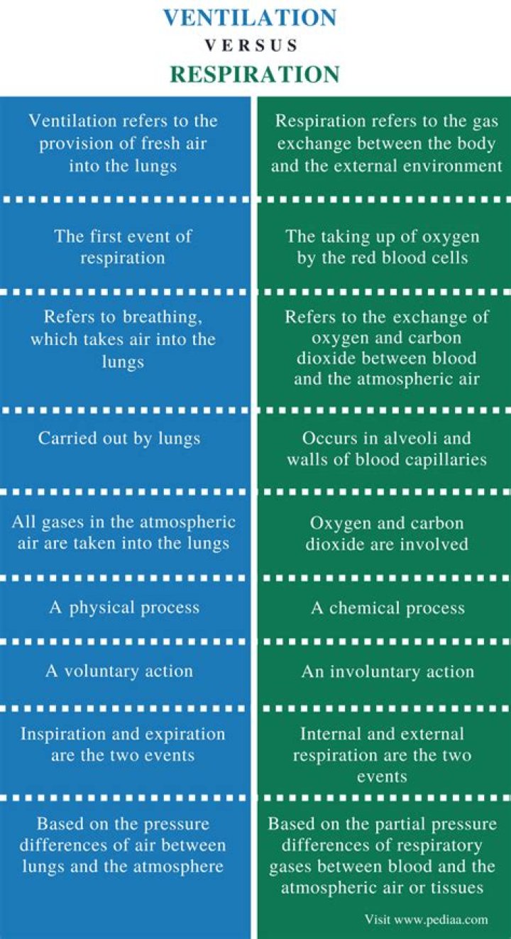 What is the difference between ventilation and respiration?
