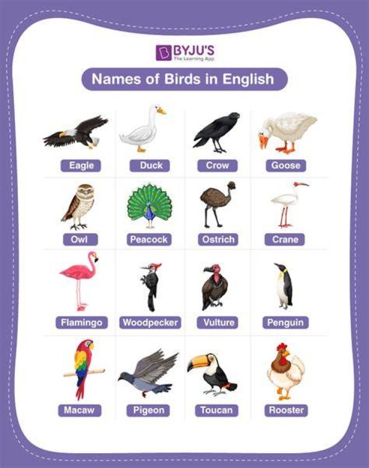 What is the English name of birds?