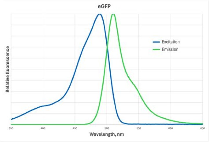 What is the excitation for GFP?