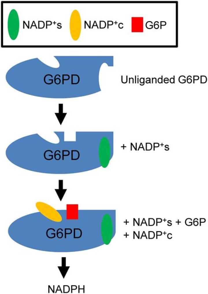 What is the function of G6PD?