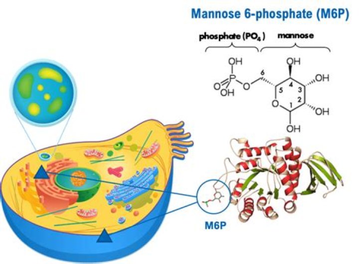 What is the function of mannose 6-phosphate?