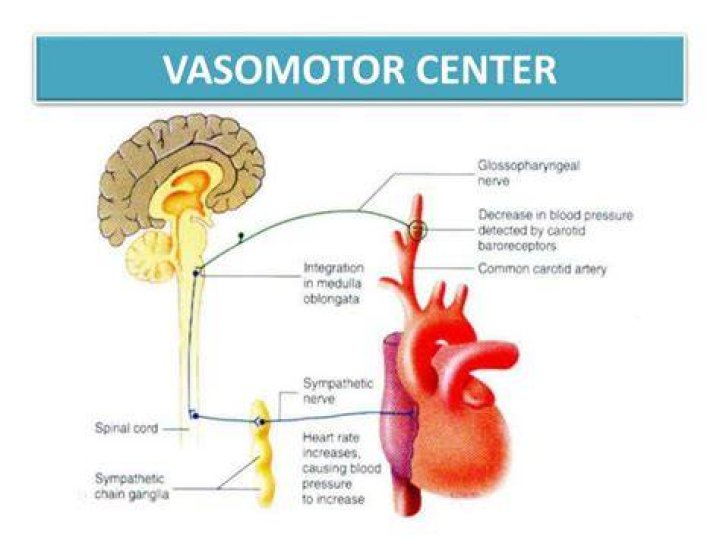What is the function of the vasomotor center?