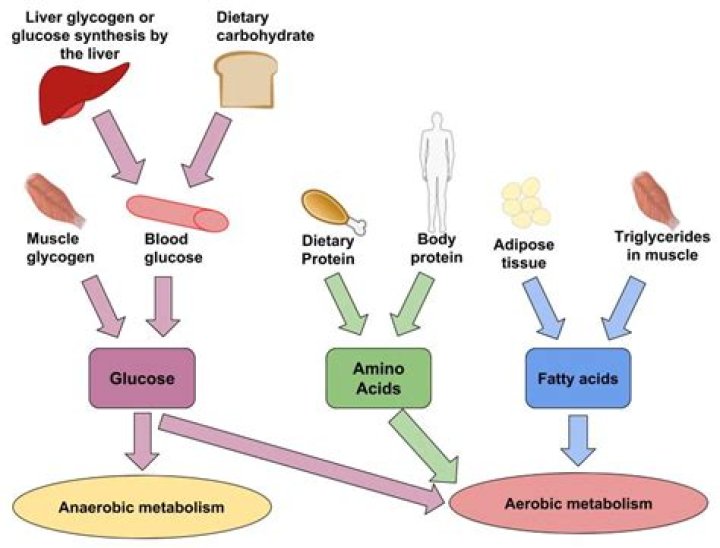 What is the main fuel source for anaerobic exercise?