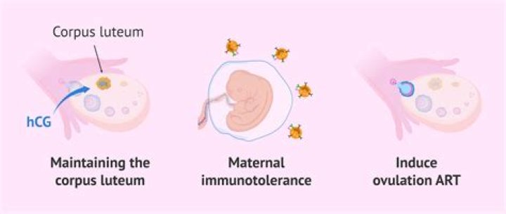 What is the main function of hCG?