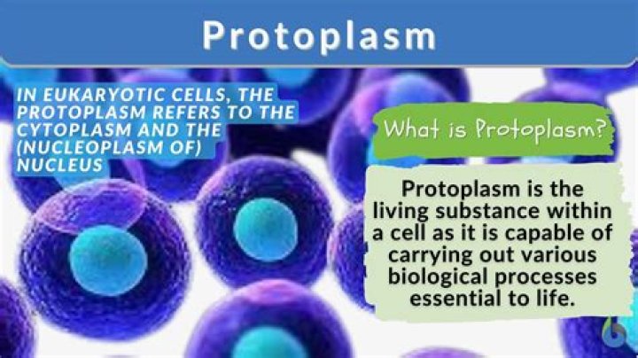 What is the meaning of protoplasmic?