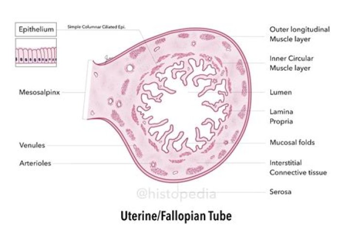 What is the name of the smooth muscle layer of the uterus?