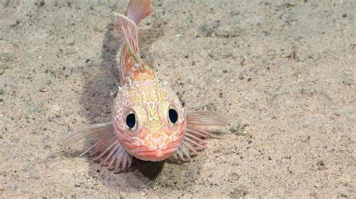 What is the newest sea creature found 2020?