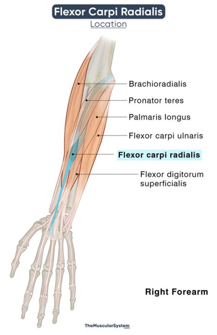 What is the origin and insertion of the flexor carpi Radialis?