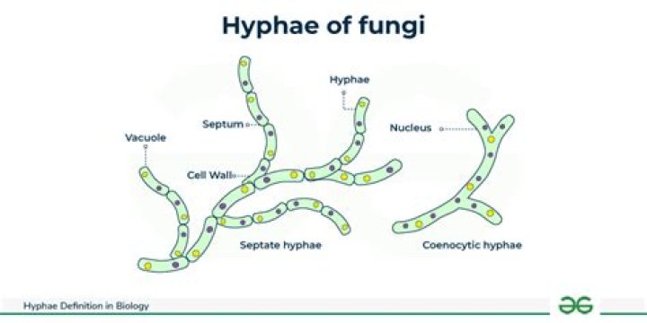 What is the ploidy of hyphae?