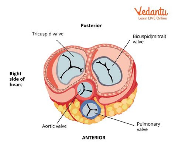 What is the purpose of the AV valves?