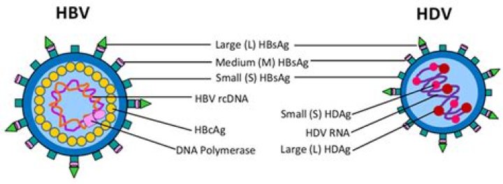 What is the size of the hepatitis B virus?