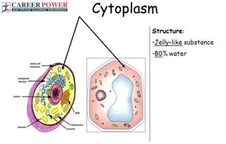 What is the thickness of cytoplasmic membrane?