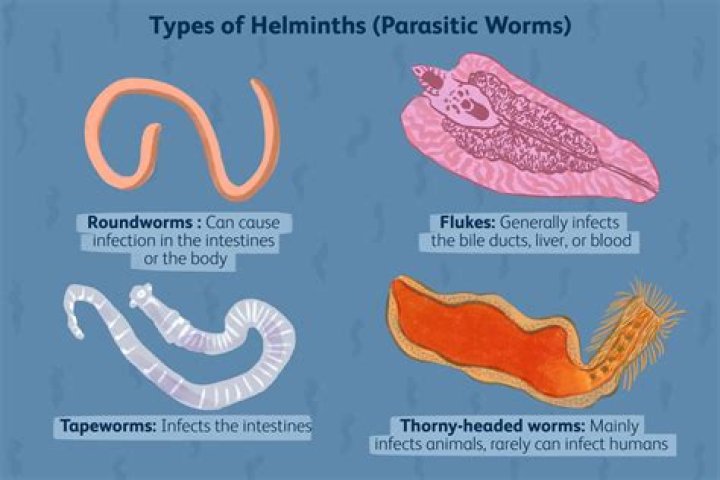 What kind of worms burrow in skin?