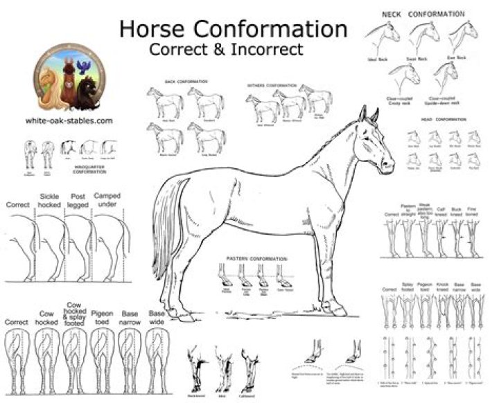 What makes good conformation in a horse?