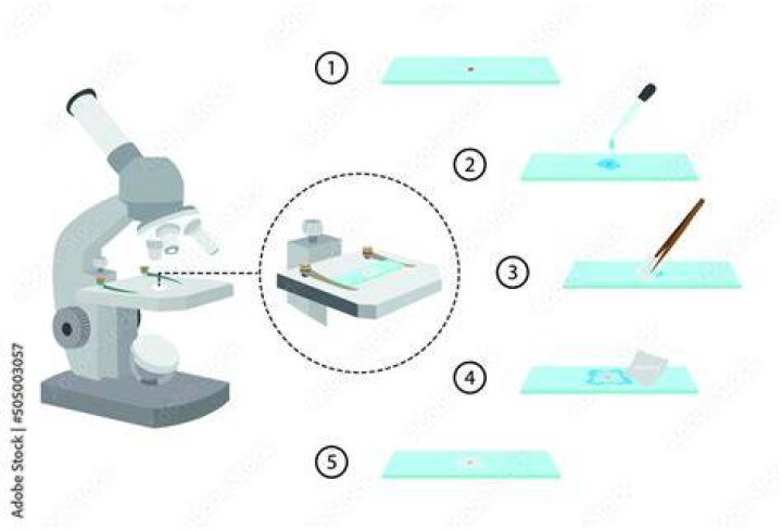 What slides are used in microscope?