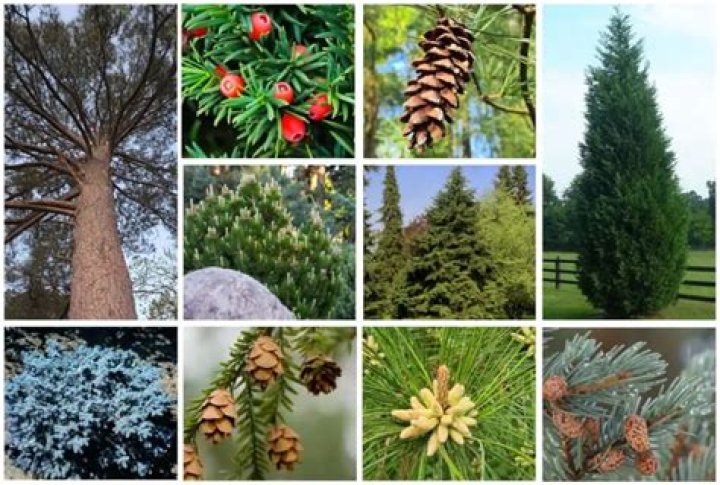 What types of trees grow in Kentucky?
