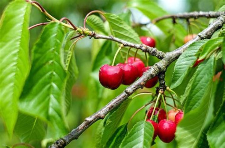 Where are cherries grown Victoria?