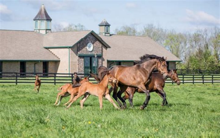 Where are the beautiful horse farms in Kentucky?