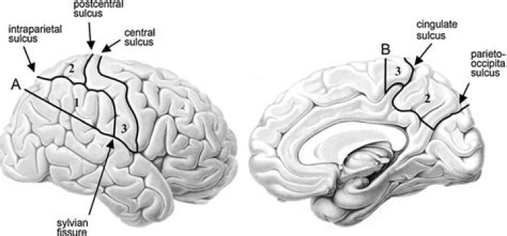Where is precuneus located?