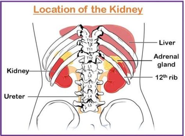 Where is the exact location of the kidneys?
