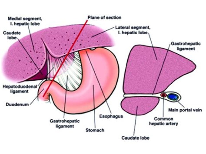 Where is the Gastrohepatic ligament?