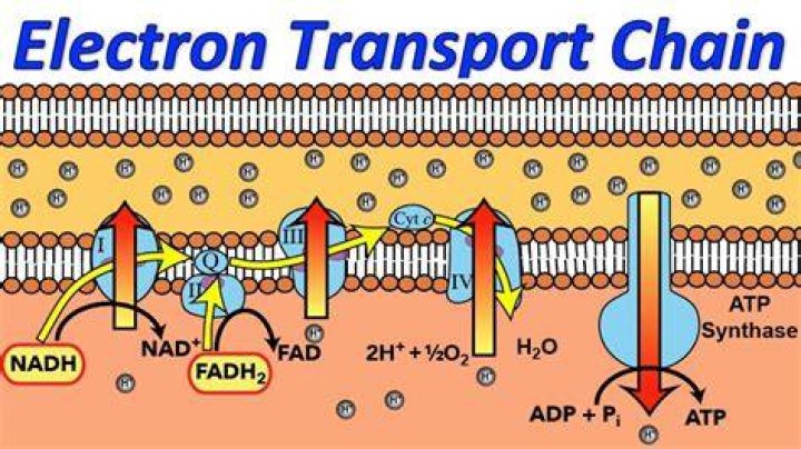 Which is a transferred electron device?