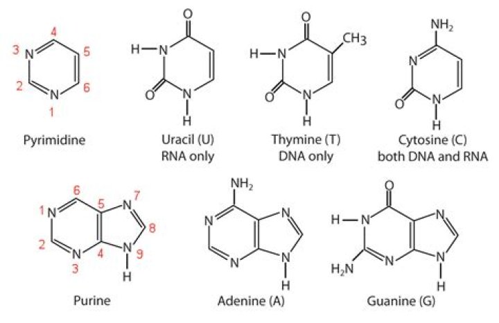 Which nucleotides have amines?