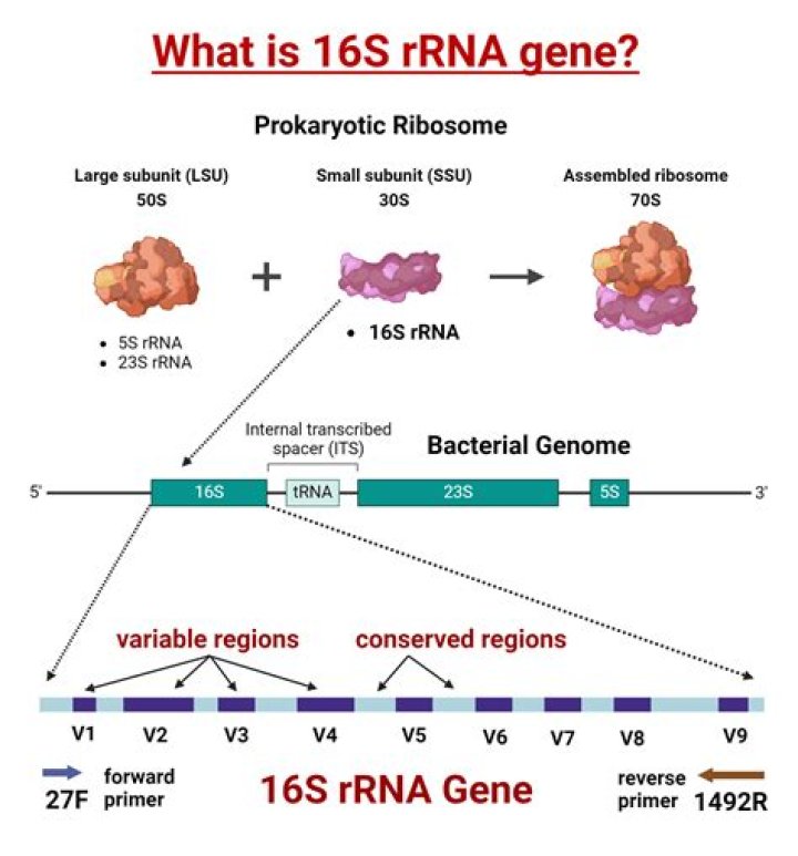 Which primers were used for the 16S rRNA?