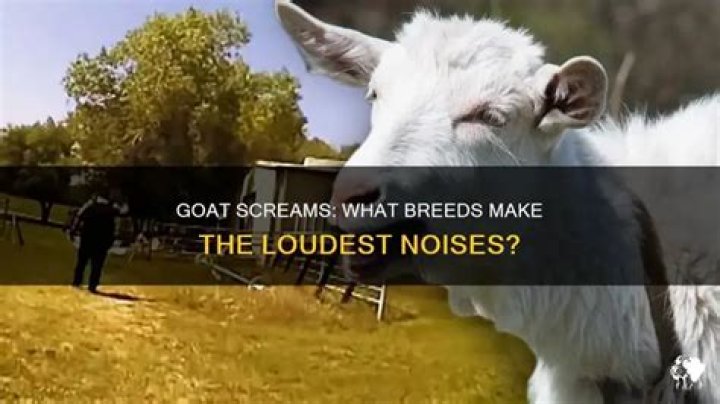Why do goat screams sound like humans?