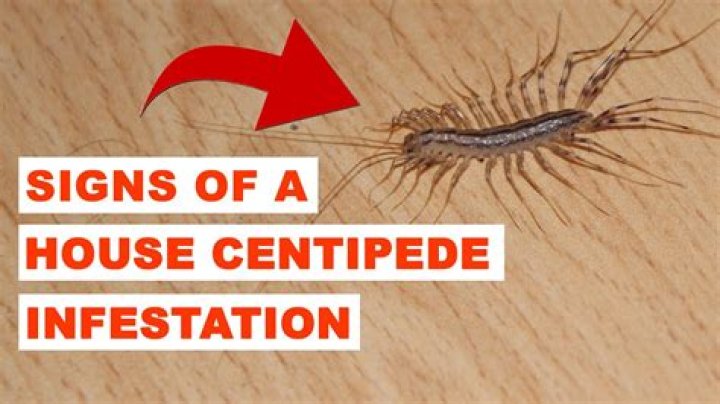 Why do I keep seeing centipedes in my house?