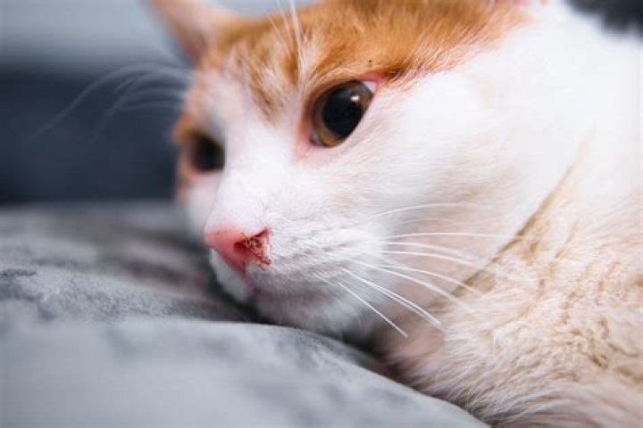 Why is my 14 year old cat sneezing?