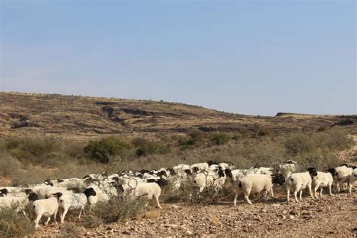 Why sheep farming is bad?