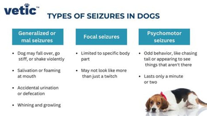 Why would an older dog start having seizures?